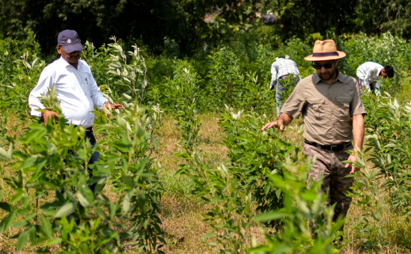 organic-farming